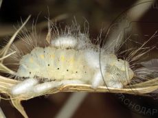 Пестрянка-весёлая_гусеница-паразитированная_2